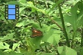 Scene 53_hssflight_Anartia amathea taking off leaf